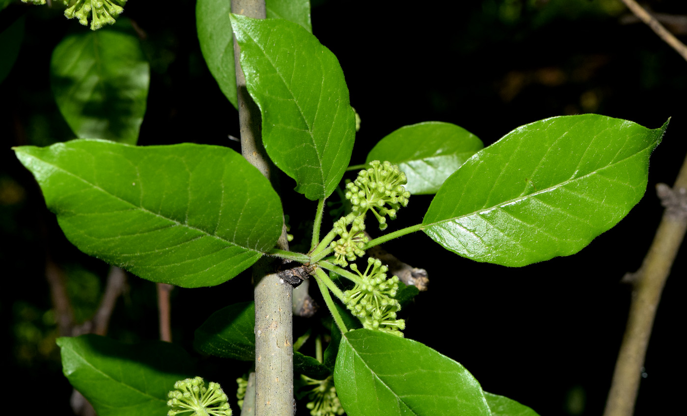 Изображение особи Maclura pomifera.