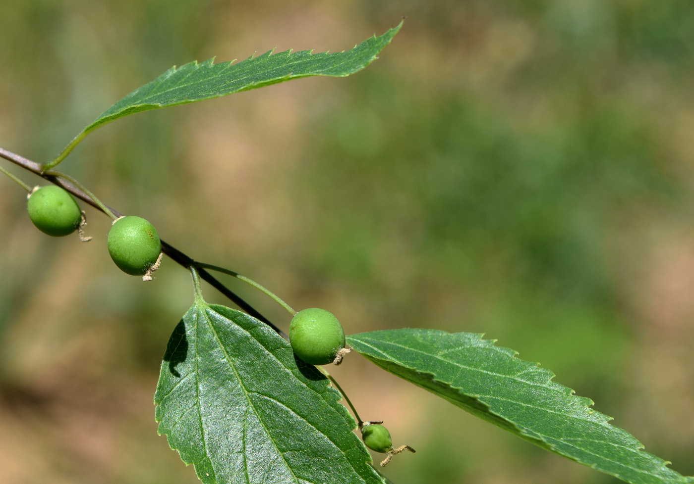 Image of Celtis caucasica specimen.