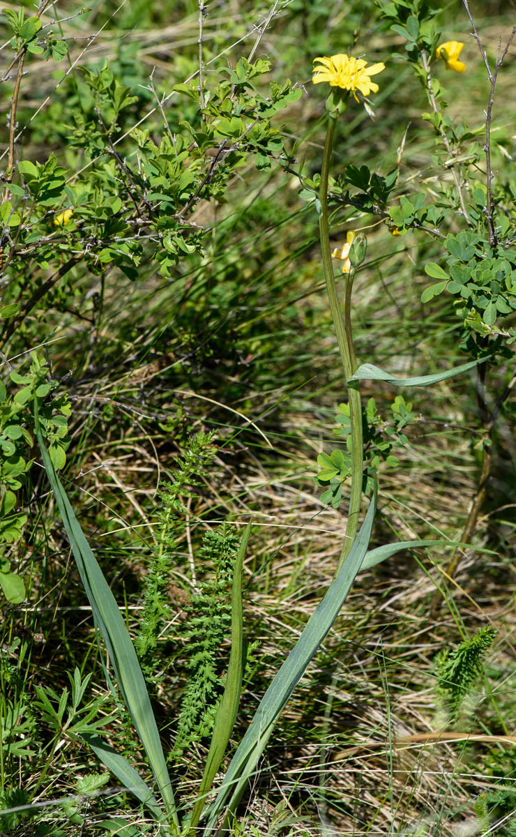 Image of Scorzonera austriaca specimen.
