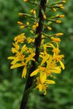 Ligularia przewalskii