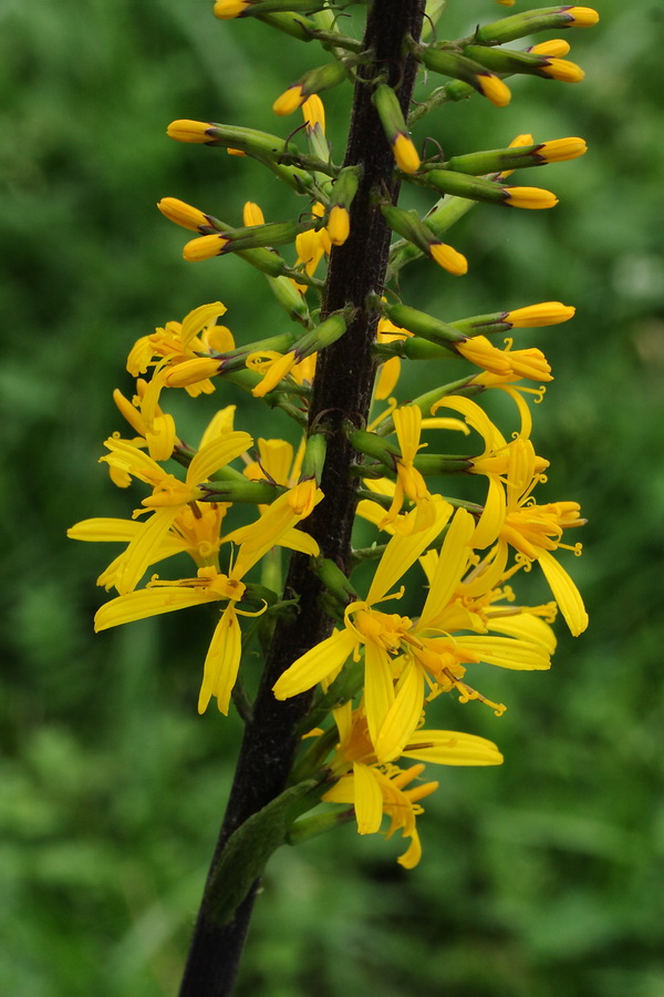 Изображение особи Ligularia przewalskii.