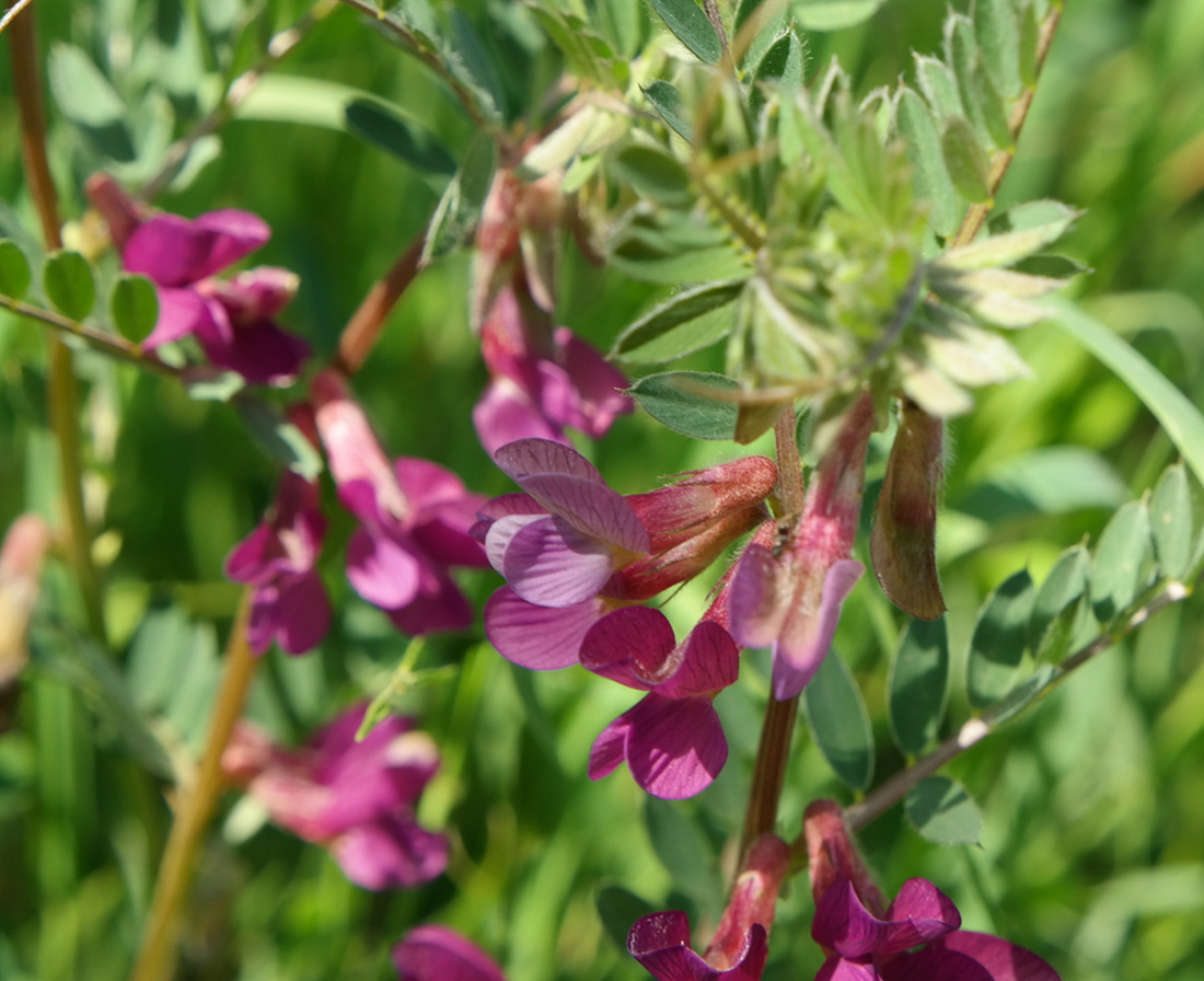 Изображение особи Vicia striata.