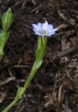 Gentiana aquatica