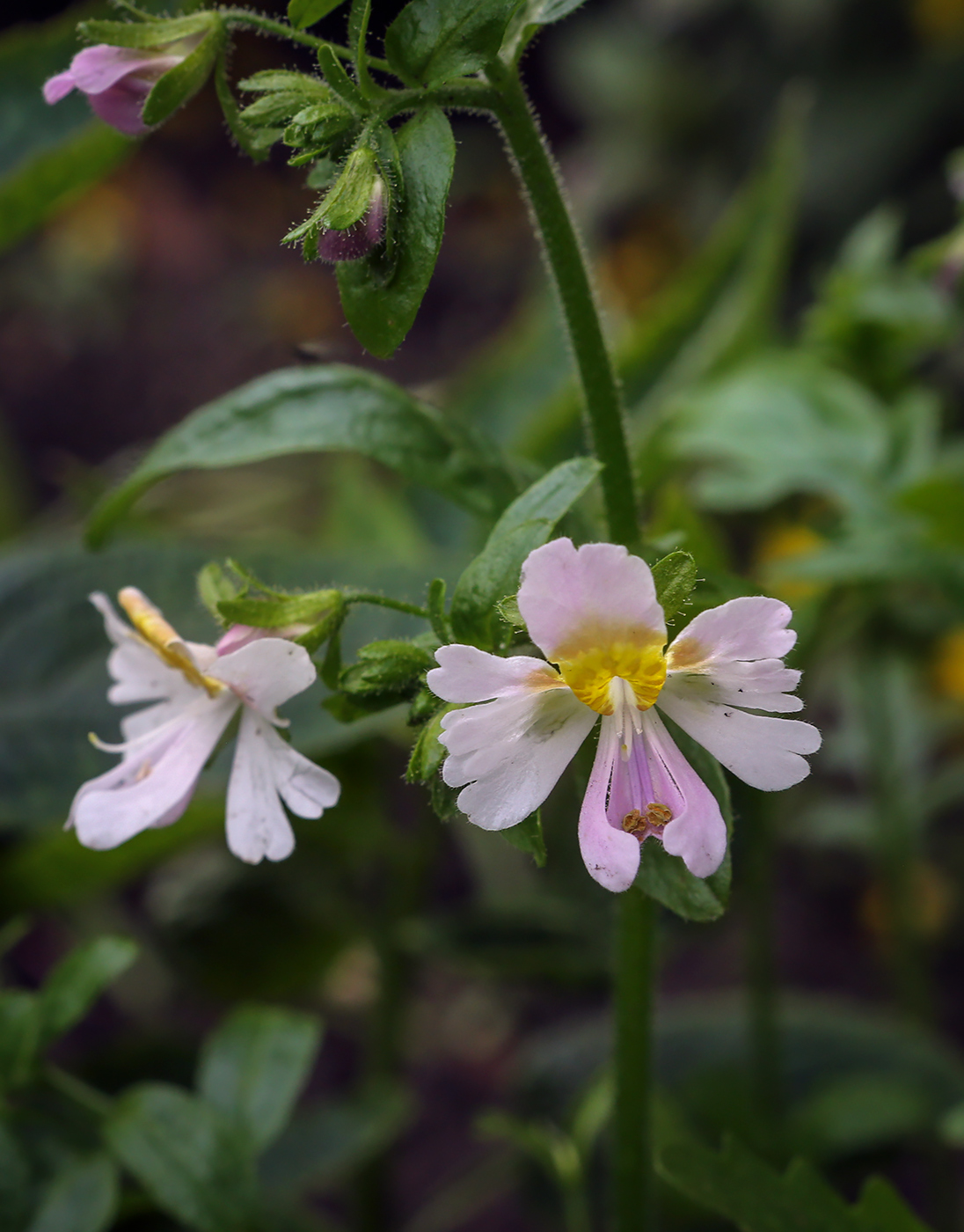 Изображение особи род Schizanthus.