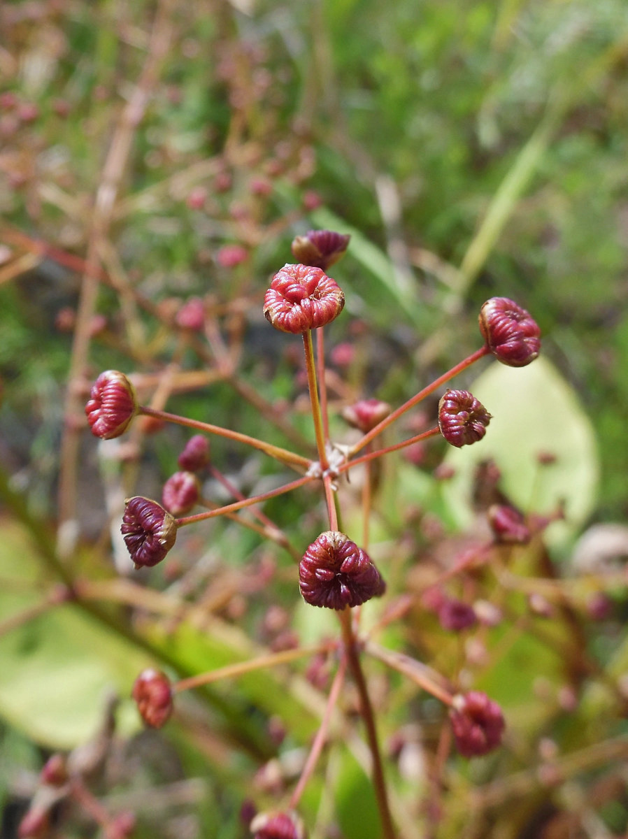 Image of Alisma plantago-aquatica specimen.