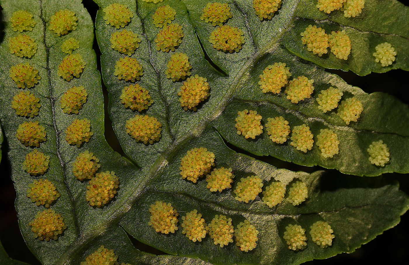 Изображение особи Polypodium vulgare.