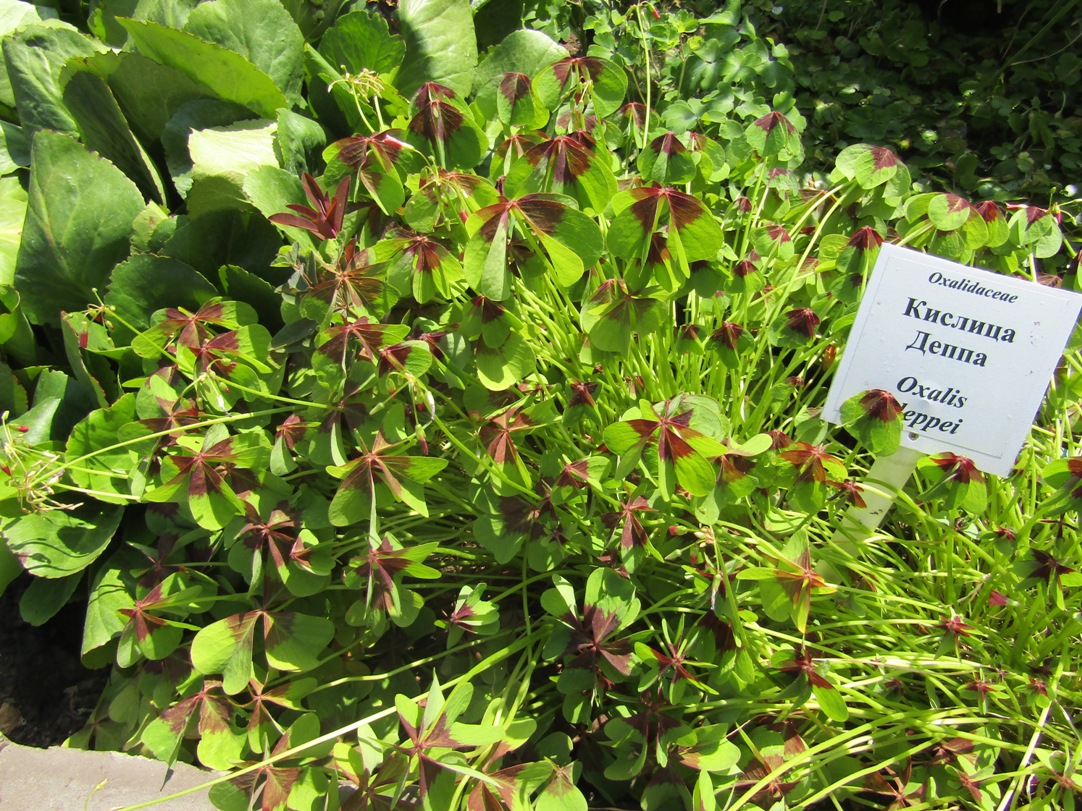 Изображение особи Oxalis tetraphylla.