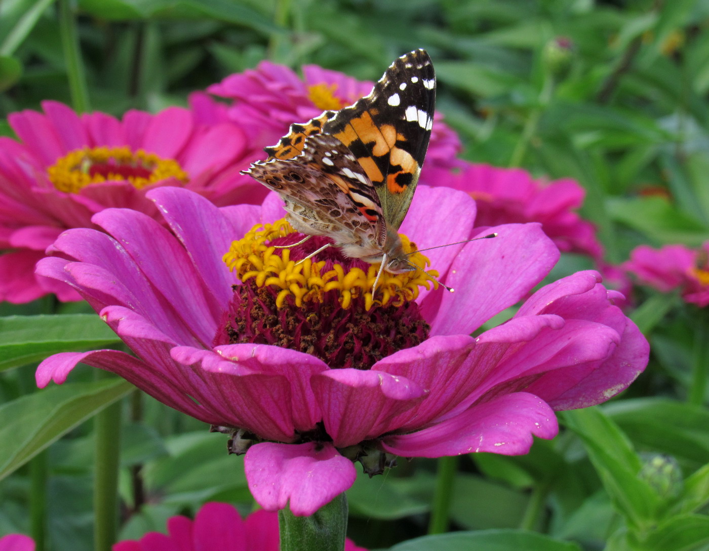 Изображение особи Zinnia elegans.