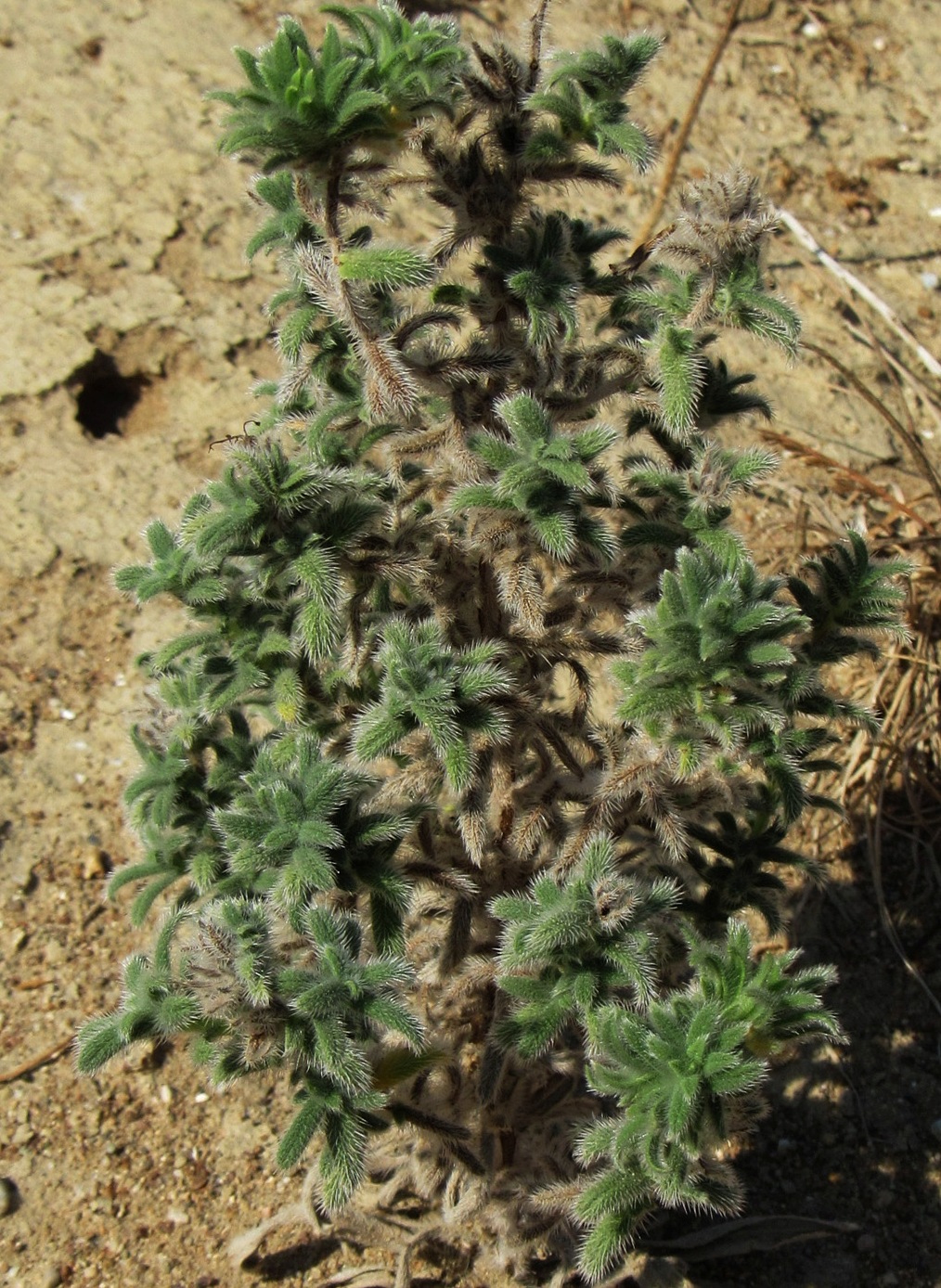 Image of Echium parviflorum specimen.
