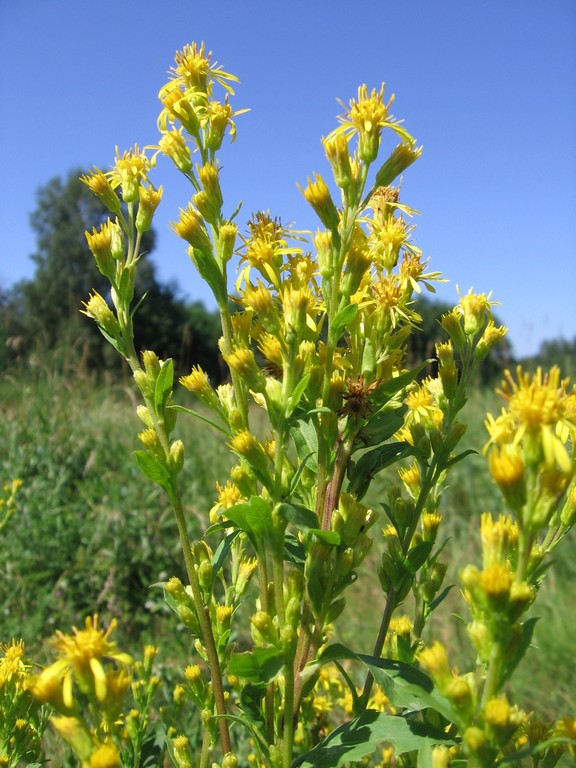 Изображение особи Solidago virgaurea.