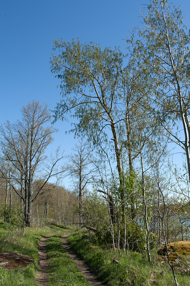 Image of Populus tremula specimen.