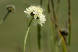 genus Cephalaria