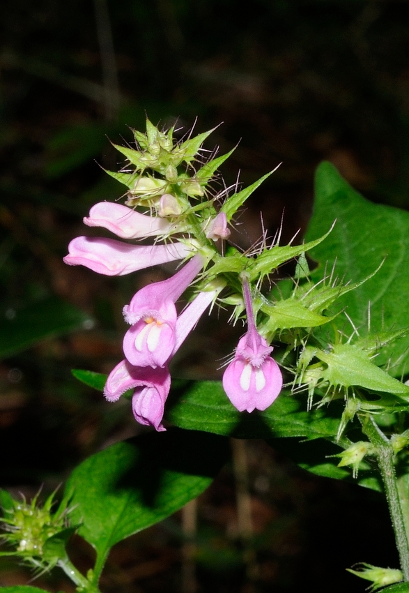 Image of Melampyrum roseum specimen.