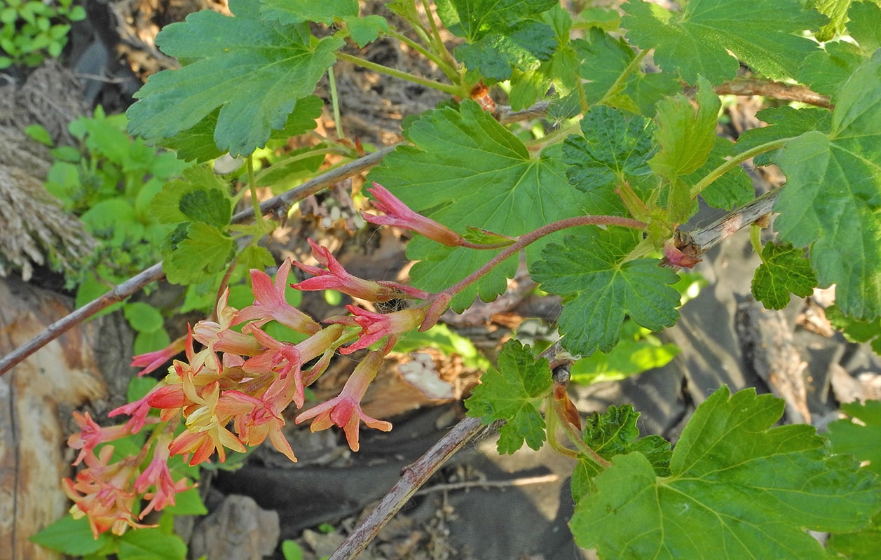 Изображение особи Ribes × gordonianum.
