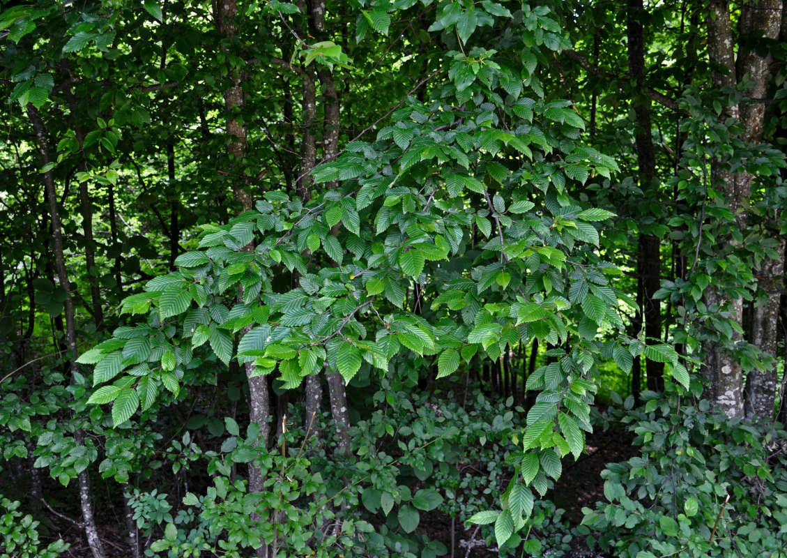 Image of Carpinus betulus specimen.