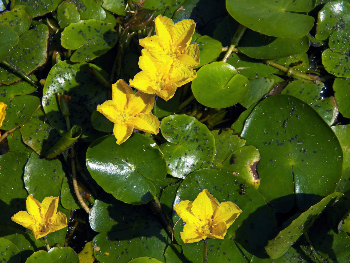 Image of Nymphoides peltata specimen.