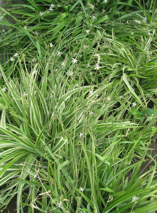 Изображение особи Chlorophytum comosum.