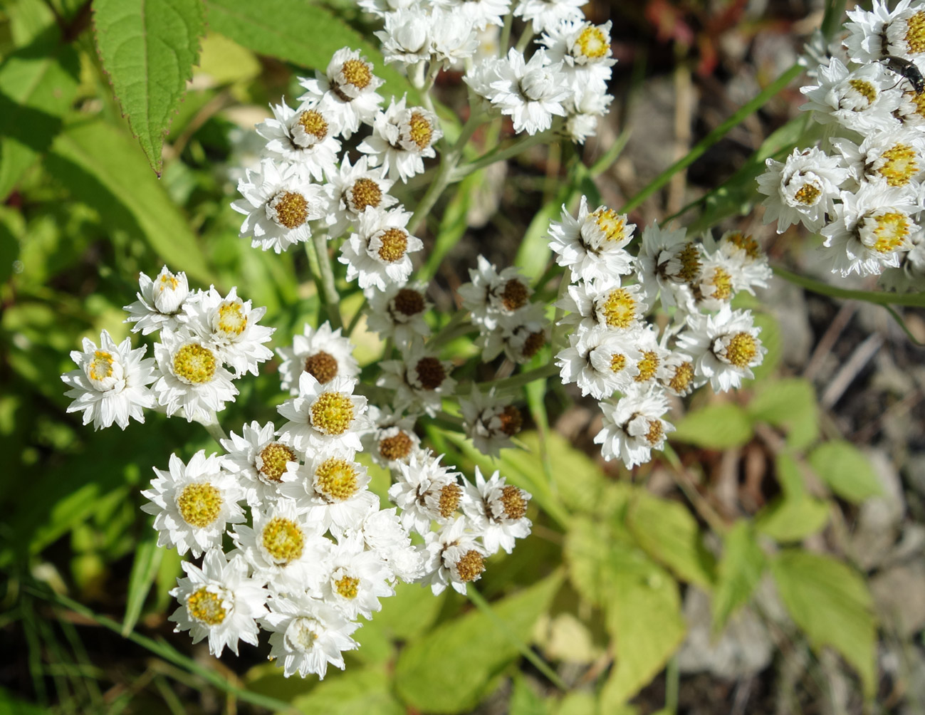 Изображение особи Anaphalis margaritacea.