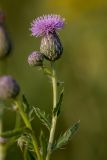 Cirsium setosum. Верхушка побега с соцветиями. Ростовская обл., Азовский р-н, окр. хут. Лагутник, пойменный луг. 15.09.2019.