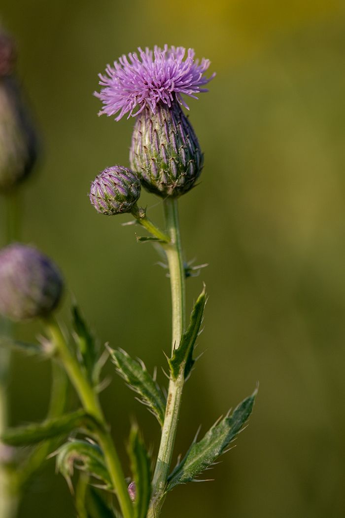 Изображение особи Cirsium setosum.