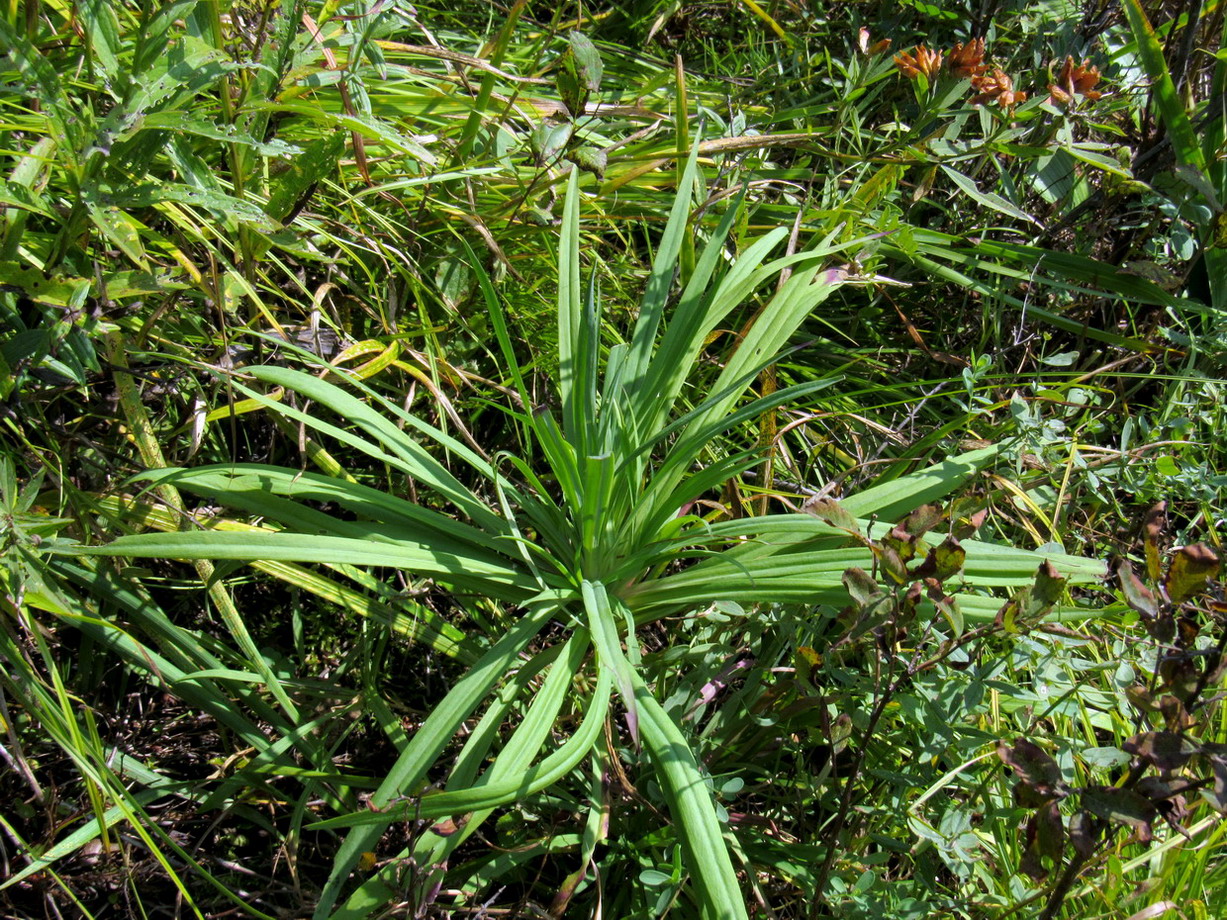 Изображение особи Dianthus superbus.