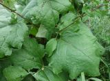 Cousinia umbrosa