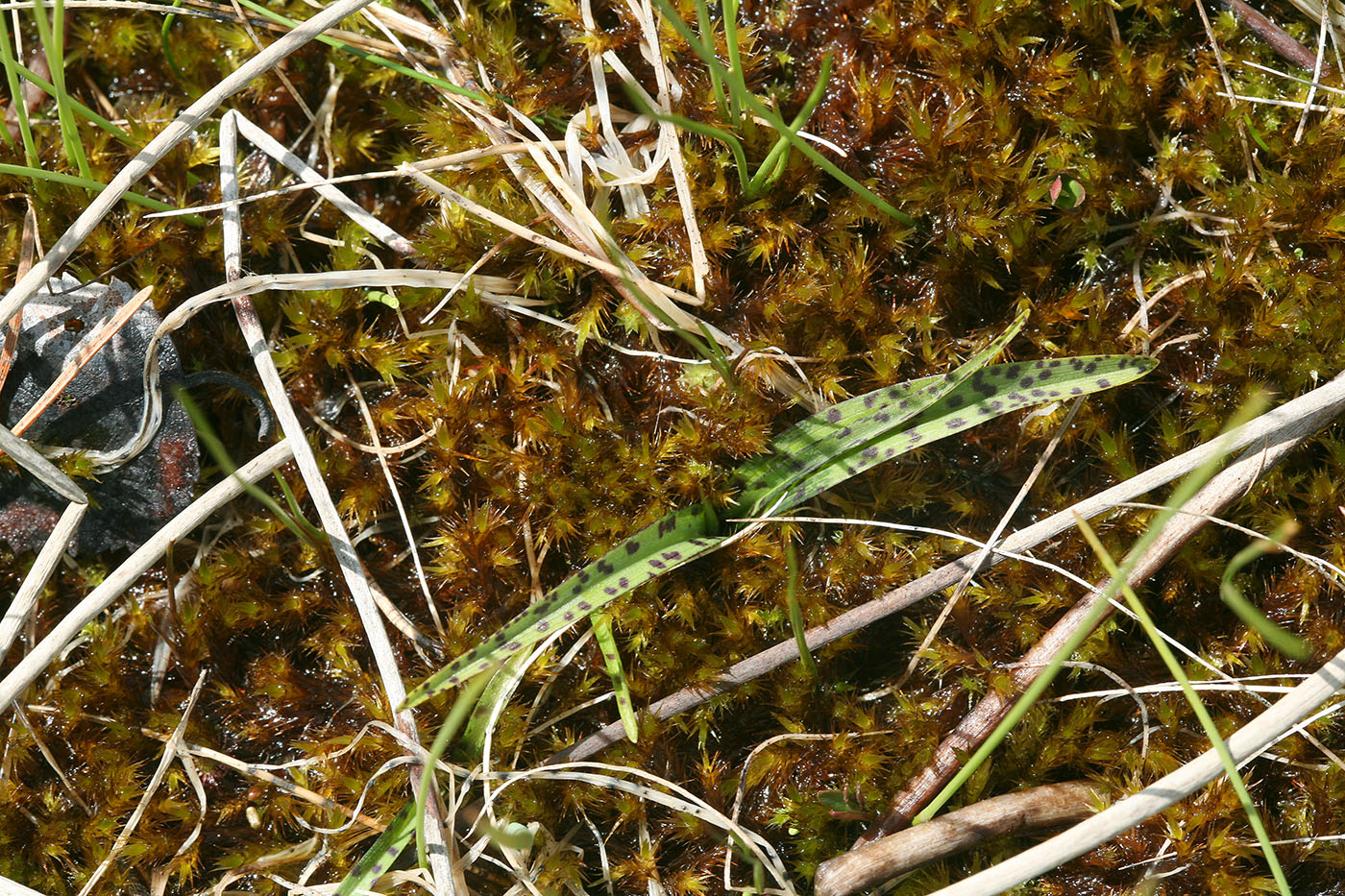 Image of Dactylorhiza traunsteineri specimen.