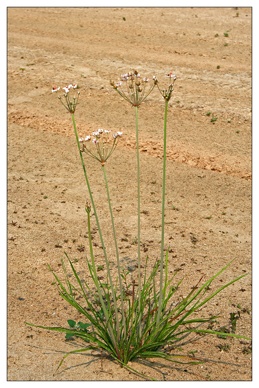 Изображение особи Butomus umbellatus.