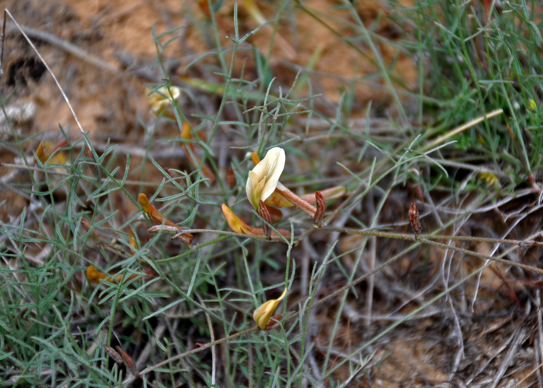 Image of Astragalus ucrainicus specimen.