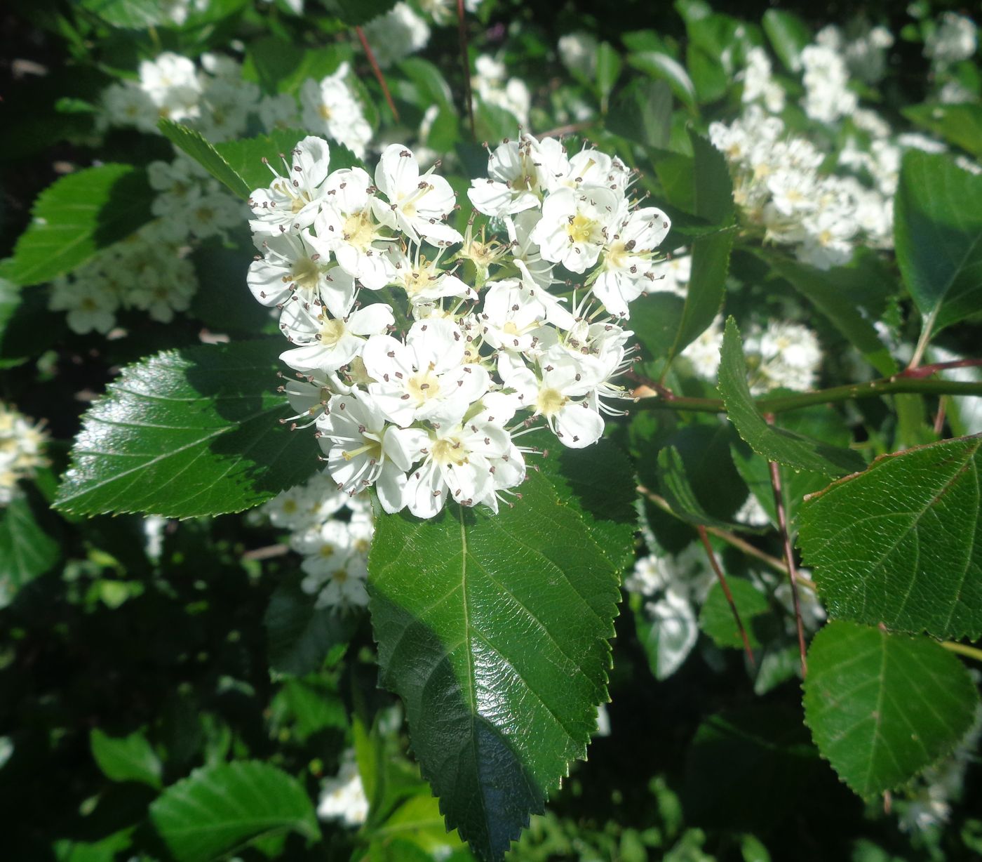 Изображение особи род Crataegus.