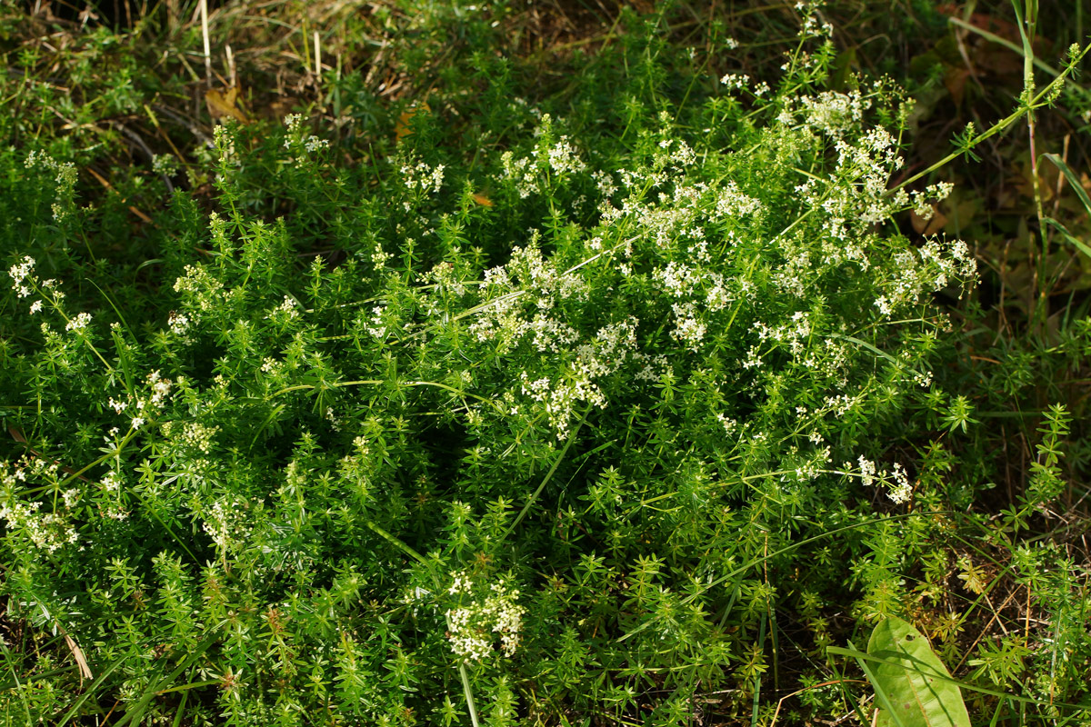 Изображение особи Galium mollugo.