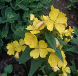 Oenothera tetragona