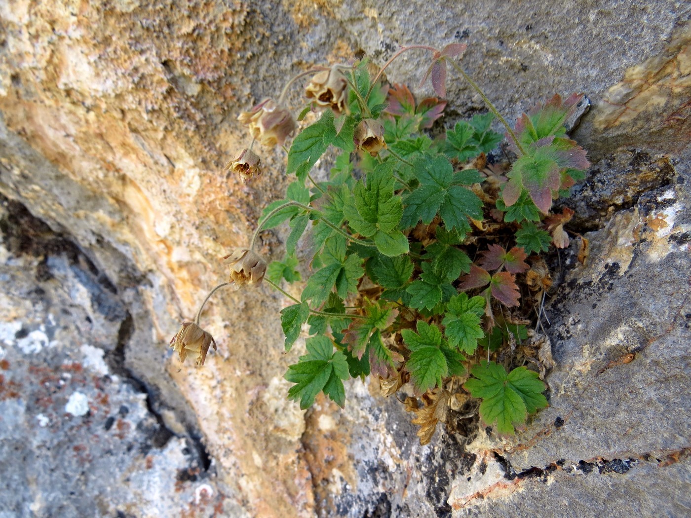 Image of Potentilla tianschanica specimen.