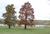 Taxodium distichum