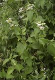 Lamium flexuosum. Цветущие растения на приречном высокотравном лугу. Испания, автономное сообщество Каталония, провинция Жирона, комарка Баш Эмпорда, муниципалитет Калонже, берег малой реки. 09.05.2020.