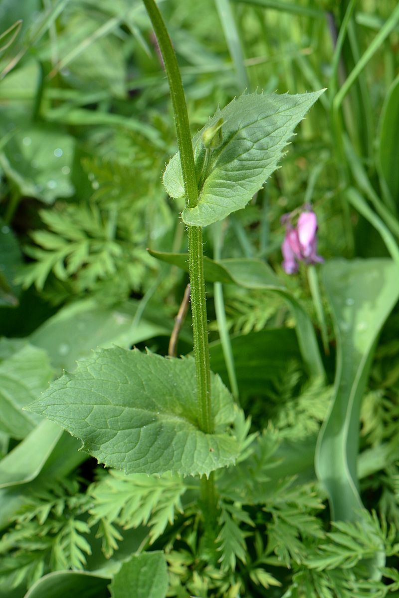 Image of Doronicum pardalianches specimen.