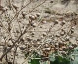 Crambe maritima