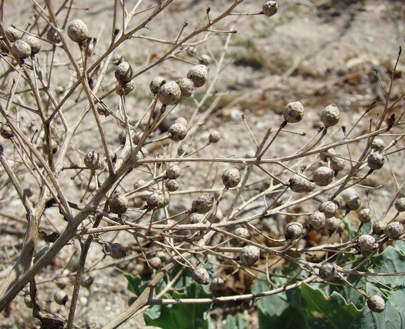 Изображение особи Crambe maritima.