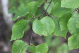 Betula pubescens