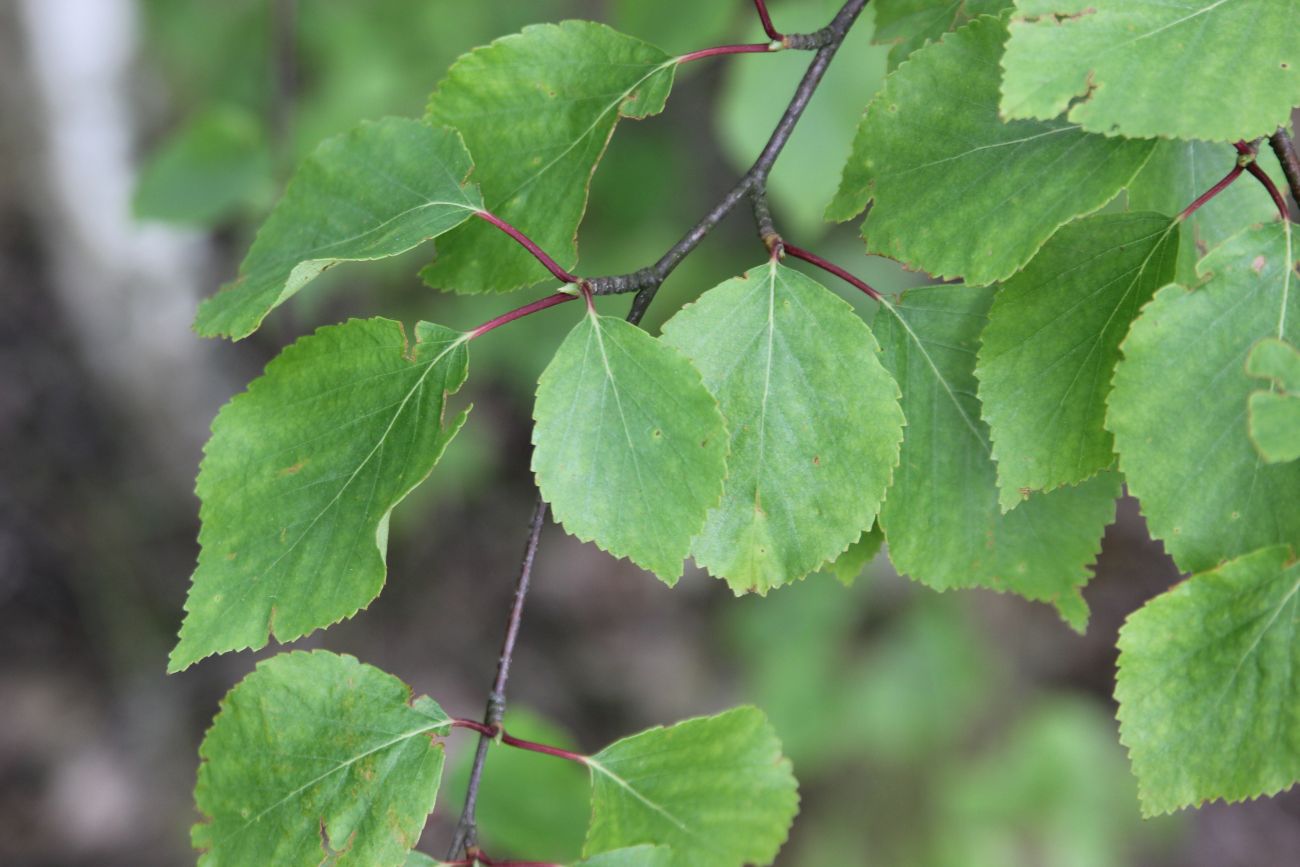 Image of Betula pubescens specimen.