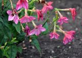 Nicotiana alata. Соцветия. Москва, парк \"Царицыно\", в культуре. 22.08.2019.