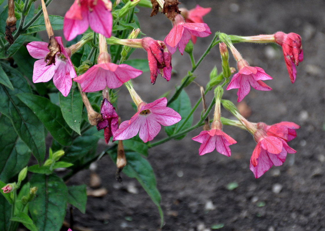 Изображение особи Nicotiana alata.