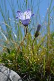 Campanula biebersteiniana. Цветущее и расцветающее растения. Адыгея, Кавказский биосферный заповедник, плато Лаго-Наки, 2010 м н.у.м, покрытый дерном скальный выступ. 03.07.2020.