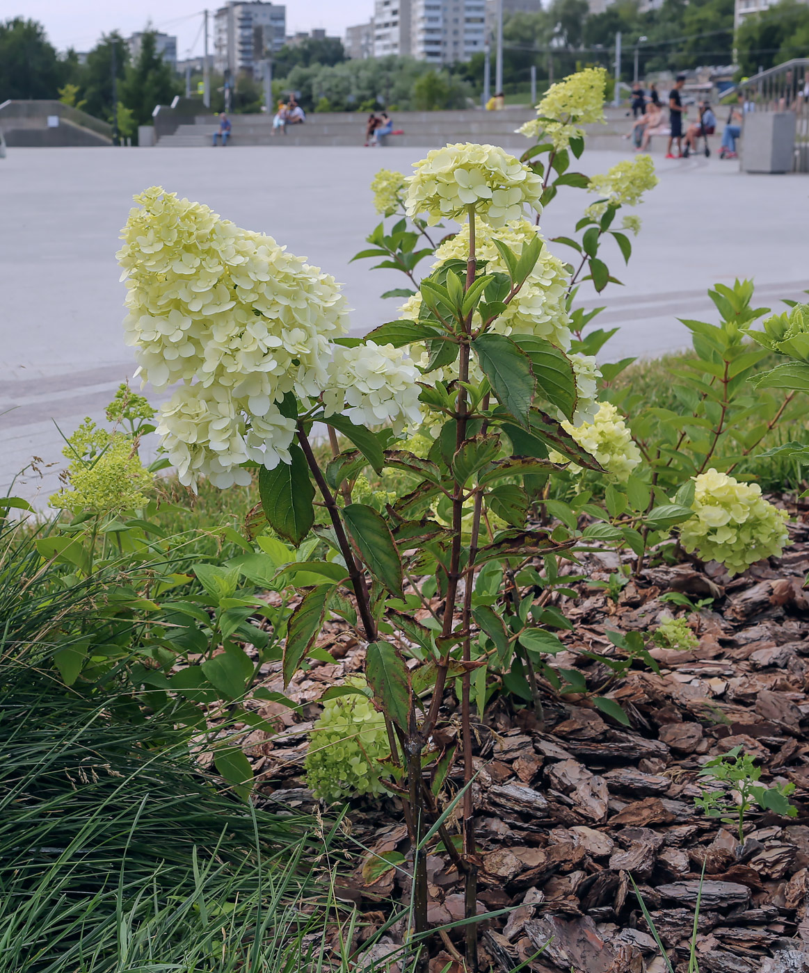Image of Hydrangea paniculata specimen.