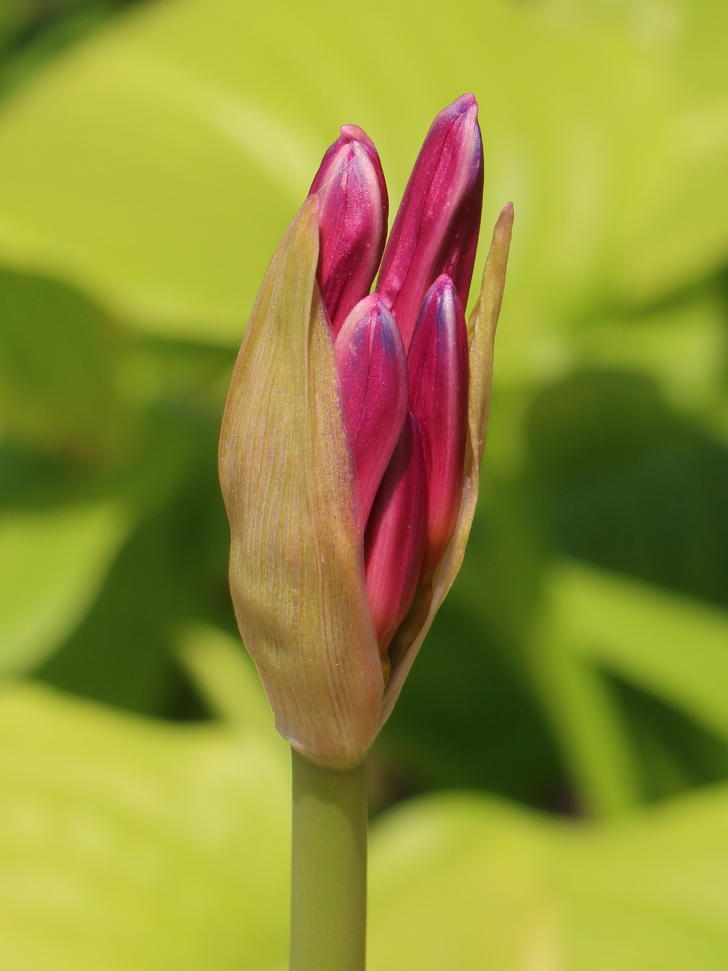 Image of Lycoris squamigera specimen.