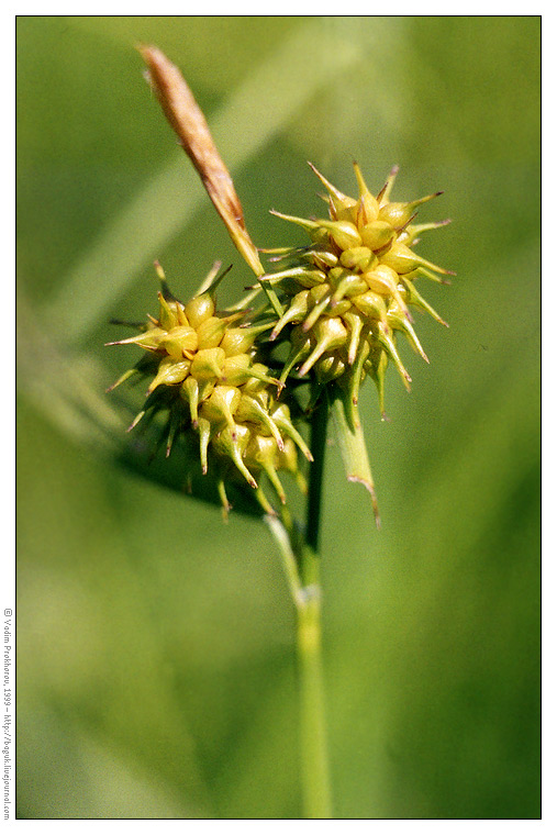 Изображение особи Carex flava.