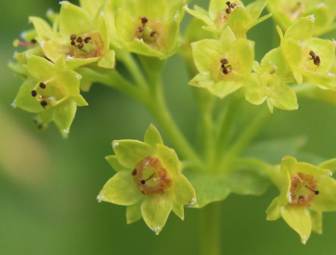 Image of Alchemilla uralensis specimen.