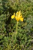 Iris xiphium var. lusitanica