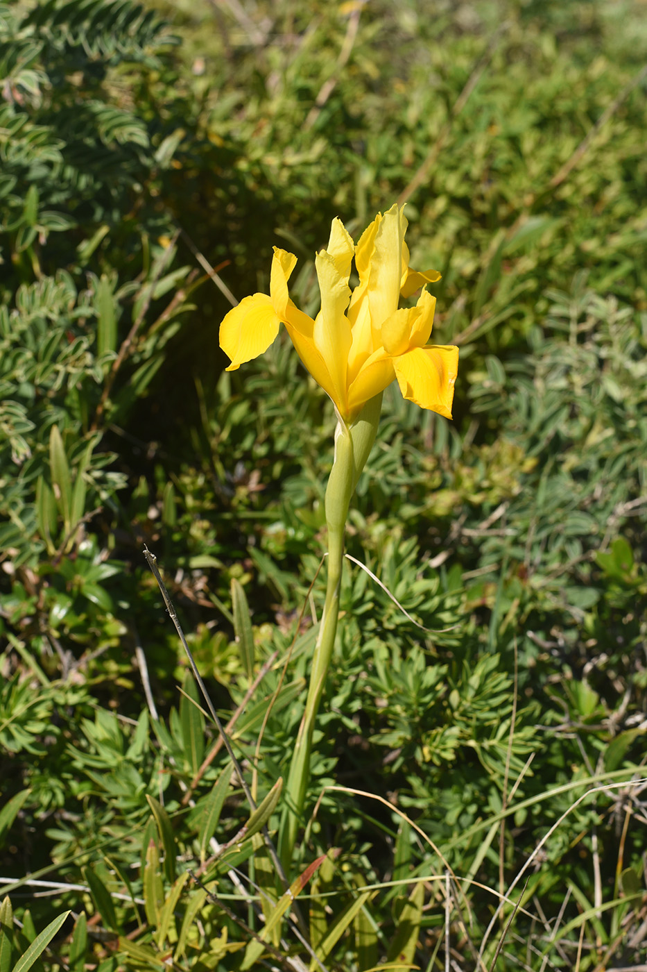 Image of Iris xiphium var. lusitanica specimen.