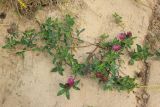 Trifolium pratense